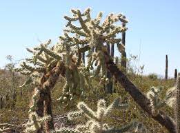 Thankfully, there are plenty of. Cylindropuntia Fulgida Wikipedia