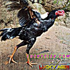 Agen S128 Net Ayam Bangkok Merupakan Salah Satu Dari Jenis Ayam Aduan Yang Paling Sering Digunakan Dalam Pertandingan Adu Ayam Jago Karena Bangkok Jenis Ayam