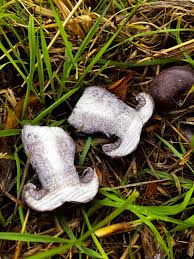 Image result for Sutorius eximius