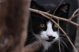 Check spelling or type a new query. Kitten Madness Kokomo Community Cats Offers Free Spay Neuter Program Local News Kokomotribune Com