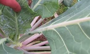 Browse & discover useful results! How To Fight Whiteflies Gardening Channel