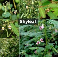 Image result for Aeschynomene