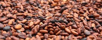 ✓ free for commercial use ✓ high quality images. Cocoa Bean Production Cargill Cocoa Chocolate Cargill