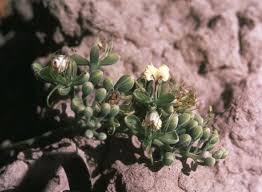 Image result for Xylia africana