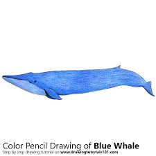 Then draw each fin that looks like a letter 'j' shape and a letter 'm' shape. Blue Whale Colored Pencils Drawing Blue Whale With Color Pencils Drawingtutorials101 Com