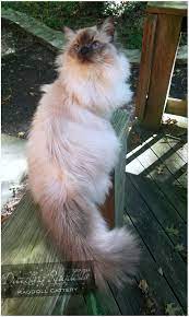 Dazzling Ragdolls Kittens Queens Page Ragdoll Kitten Cats And Kittens Cute Cats