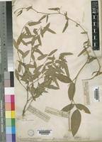 Image result for Otoptera