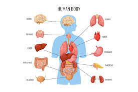 Image result for internal organs