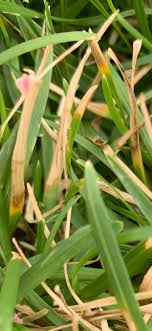 This new product is fast acting and continues to control lawns diseases for up to 4 weeks. Fungus I Just Can T Get Rid Of It Lawncare