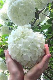 Prune snowball hydrangeas after the first frost in fall or winter. Buy Chinese Snowball Viburnum Bush Free Shipping 1 Gallon Size Pot For Sale Online From Wilson Bros Gardens