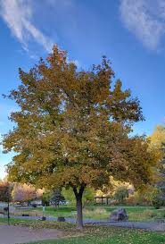 Wesley Turner Photography...