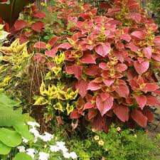 Image result for Coleus buchananii