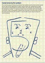 The cranial nerves are part of the peripheral nervous system this diagram labels the cranial nerves. Someone Created A Unique Way To Remember What The Cranial Nerves Do Cranial Nerves Nursing School Survival Nursing Students