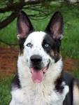 Panda Shepherd Dog Breed Information. Pictures and ...