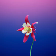 We have a large selection of cool, beautiful, funny, flower, love, computer, animated, nature, jesus, god, christian, and other themed desktop wallpapers and backgrounds to download free! Download The New Ios 11 Wallpapers