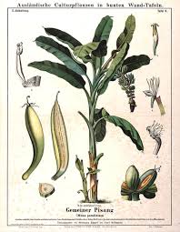 Image result for Musa paradisiaca
