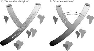 Image result for Caucanthus auriculatus