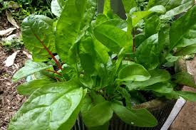 Swiss chard transplants should be planted 1/4 inch deeper than they would be in garden soil. Growing Swiss Chard In Containers And In The Vegetable Garden