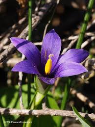 Image result for Romulea camerooniana