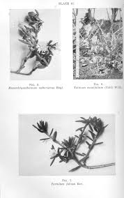 Image result for Trianthema salsoloides