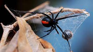 They are also brown or black. Poisonous Spiders Spotted In Dubai Communities The National