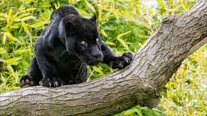 Animals Black Panther On A Tree Desktop Wallpaper Hd 2560x1600 Wallpapers13 Com