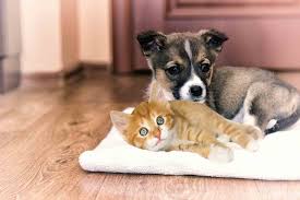 Download the most adorable kitten pictures and images for free! Bridgeport Wv Puppy Kitten Care Grace Animal Hospital Bridgeport Wv
