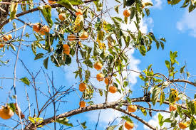 Image result for Manilkara kauki