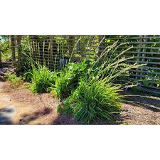 Image result for Chlorophytum bowkeri