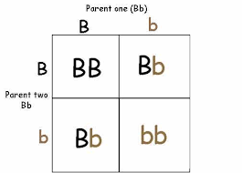 Quizlet Vocabulary Game M8 Videos Etc For M8 We Had A Blast Today So Fun The Kids Did A Build A Spud Worksho Teaching Biology Vocabulary Games Biology