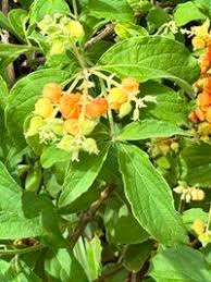 Image result for Hoslundia