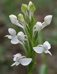 Image result for Habenaria arenaria