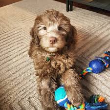 Black And White Aussiedoodle Full Grown Aussiedoodles Super Smart Hybrid Can Almost Read Your Mind Aussiedoodles Aussiedoodlepuppies Cutepuppies Dogs Dogbeast Aussie Doodle Puppy Aussiedoodle Doodle Puppy
