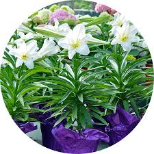 Download all photos and use them even for commercial projects. Easter Plant Traditions Care At Menards