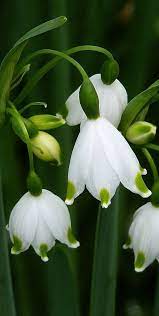 All White Flowers Are Beautiful And With Meanings Of Their Own So Which Do You Prefer Beautiful Fl Beautiful Flowers Garden Beautiful Flowers Flower Garden