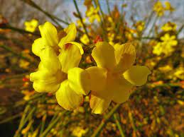 I have the same hf greenhouse that kathleen has and i'm using mine for a few certain plants that like temps above 50 and i use it only in winter. Delightful Winter Gardening Tips 16 Southern California Flowers Blooming Anomaly