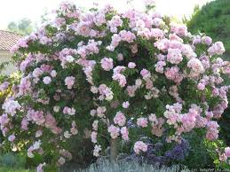 The weeping japanese maple doesn't have an invasive root system, so it can even be planted near foundation walls without causing. Pin On Tree Roses