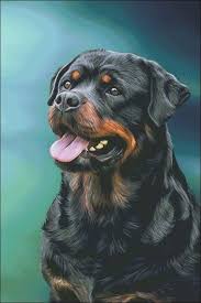 Dogs Brains And Behaviors Dogs Have Been Bred For Traits Ranging From Herding And Hunting To Companionship Http Flip It J3ep 6 Kopek Hayvanlar Hayvan