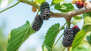 Health benefits of mulberries include their ability to improve digestion and eye health, lower cholesterol, aid in weight loss, boost immunity, and lower blood pressure. Mulberry Leaf Uses Benefits And Precautions