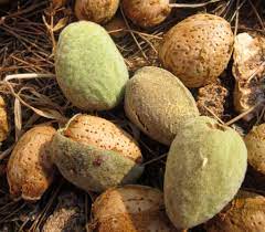 Check spelling or type a new query. Almond Tree Planting Care Pruning Harvest And Diseases