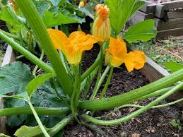 Parsemez de noisettes, de basilic et arrosez d'un filet d'huile olive. Fleur De Courgette Sans Courgette
