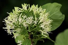 Image result for Pavetta sp. F