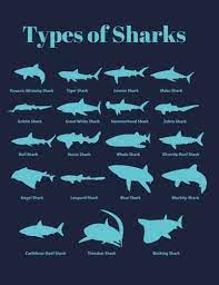 Maybe you would like to learn more about one of these? Types Of Sharks Shark Notebook Composition Book Journal 8 5 X 11 Large Pelloa Journals Amazon De Bucher