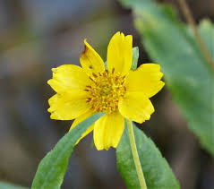 Image result for Guizotia