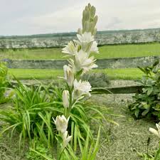 Image result for Polianthes tuberosa