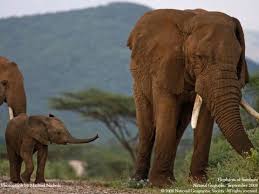 Elephants Bull Elephant Elephant Elephant Watches