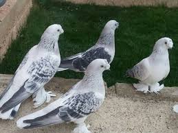 Blt Blt Adli Kullanicinin Guvercin Pidgeon Panosundaki Pin Kus