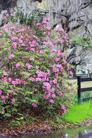 Brighterblooms.com has been visited by 10k+ users in the past month Vertical Pink Azalea Bush Spring Bloom Charleston Sc Stock Photo Image Of Charleston South 114777358