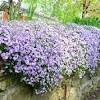 This shrub grows well in moist areas. 1