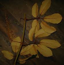 Image result for Ampelocissus africana